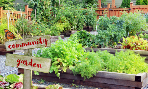 A community garden with green space areas