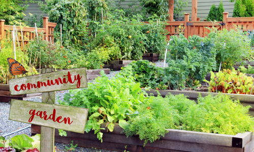 A community garden with green space areas