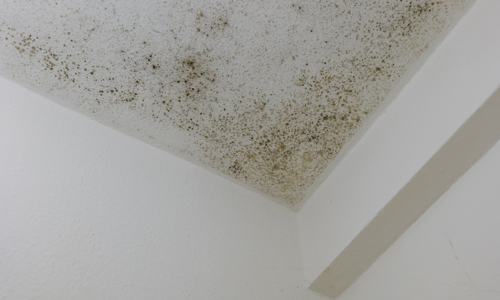Black mould dots on a ceiling