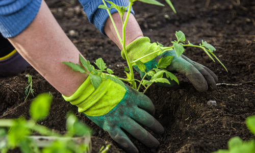 Photo of someone gardening