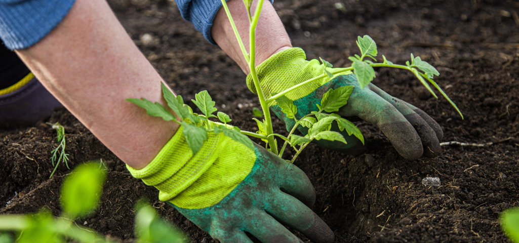 Photo of someone gardening